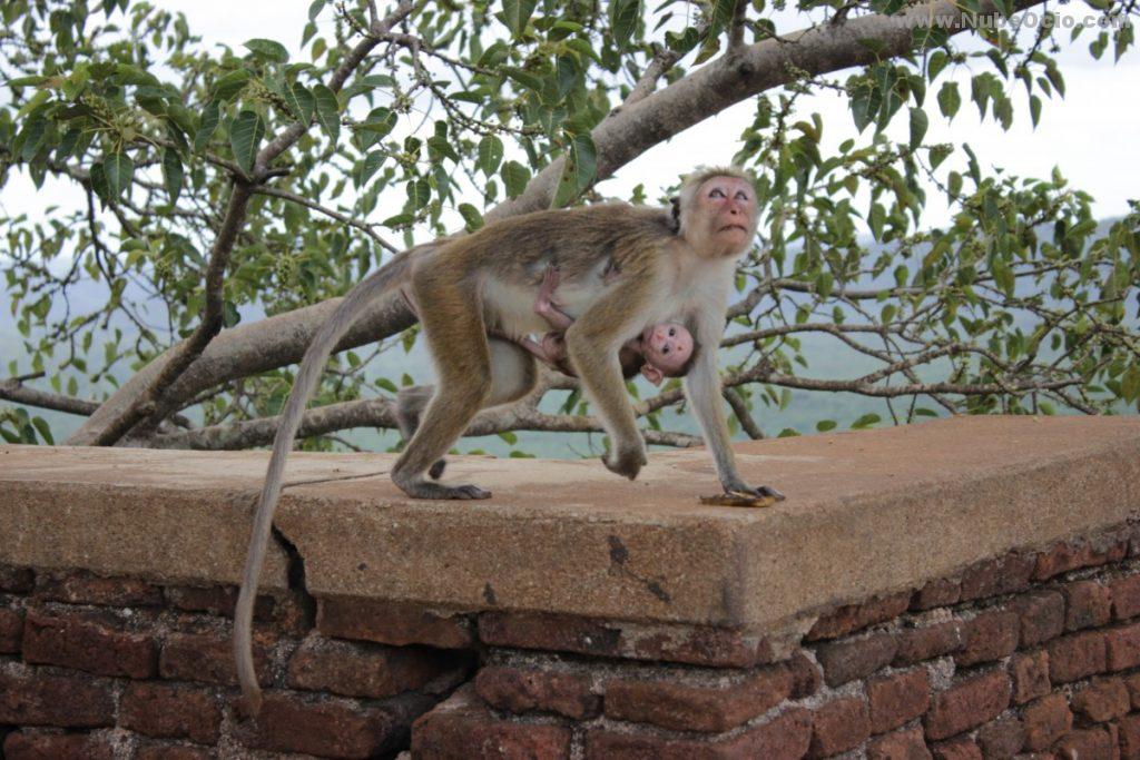 Macaco Sri Lanka