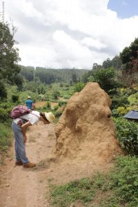 Termitero Ella Sri Lanka