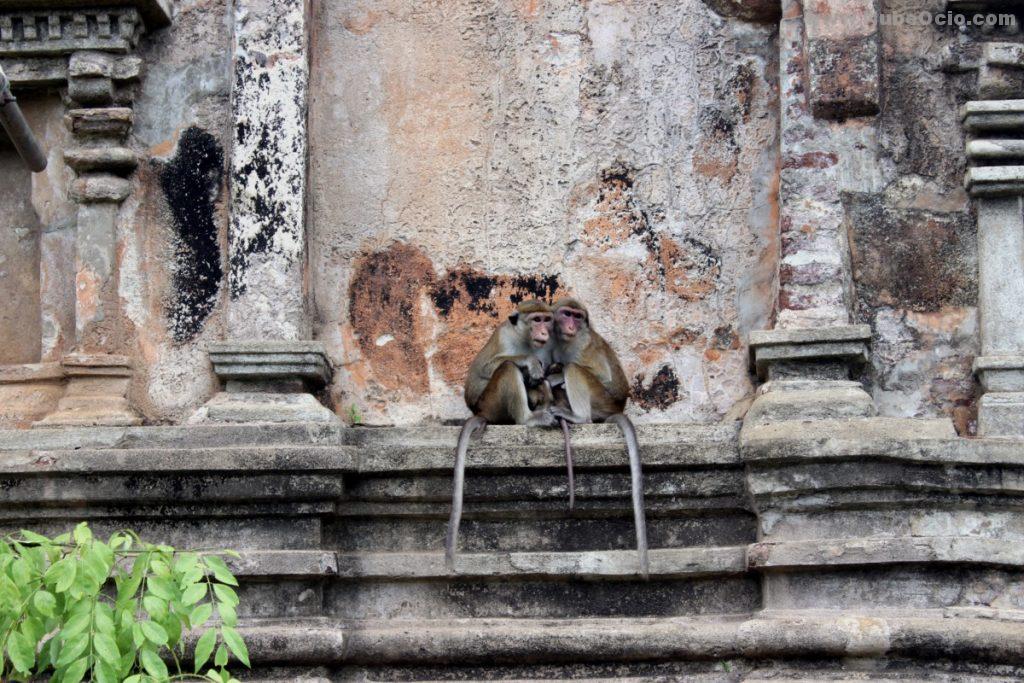 Sacred Quadrangle Polonnaruwa