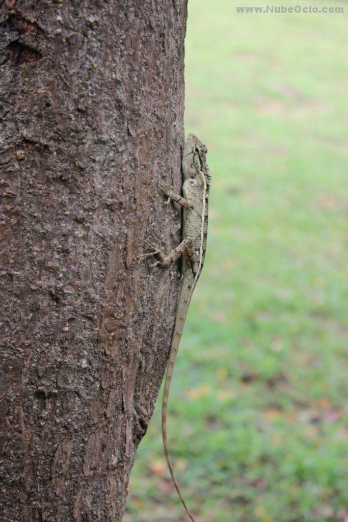 Lizard Polonnaruwa Sri Lanka